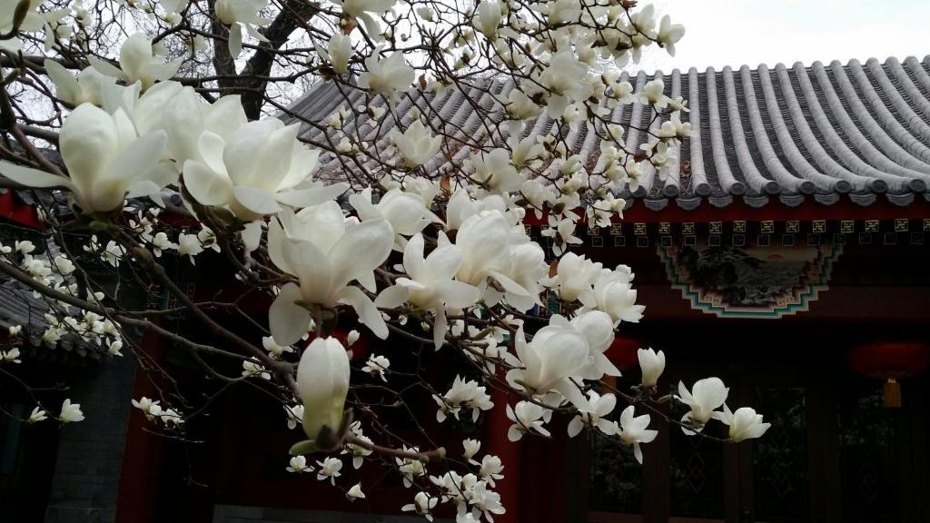 Scholar Tree Courtyard Hotel - Beijing Hebei Guest Hotel Bagian luar foto